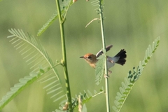 Cisticola exilis