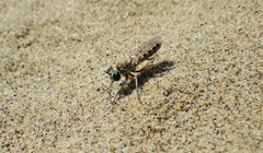 Laphystia flavipes