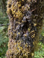 Hypogymnia duplicata