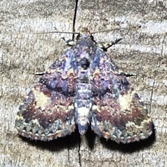 Metalectra richardsi