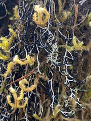 Hypogymnia duplicata