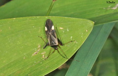 Adelphocoris reichelii