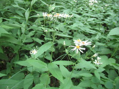 Eurybia furcata