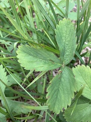 Fragaria cascadensis