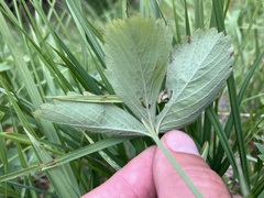 Fragaria cascadensis