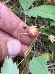 Fragaria cascadensis