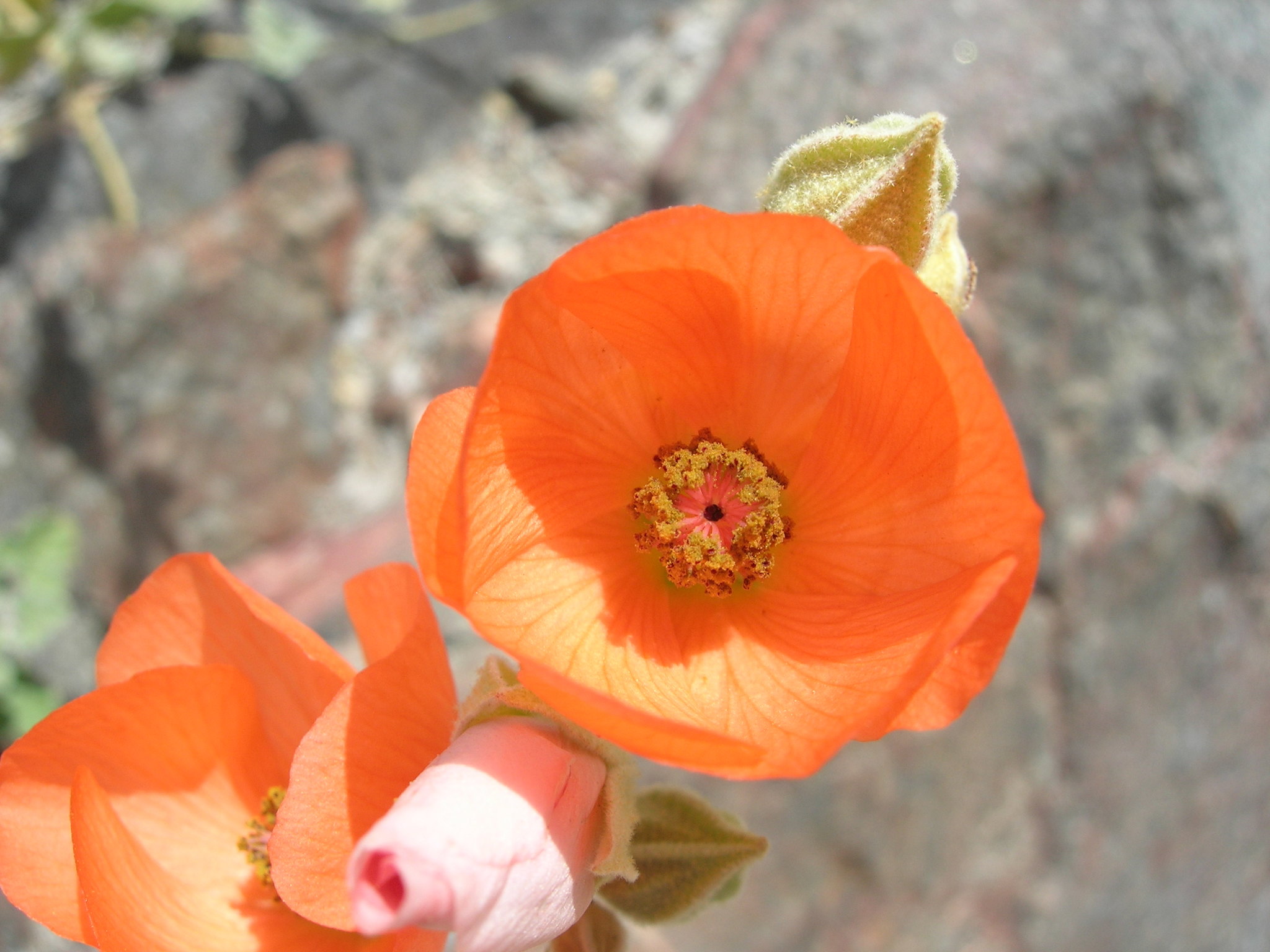 Sphaeralcea emoryi