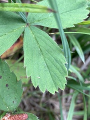 Fragaria cascadensis