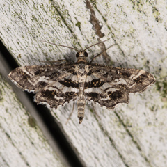 Diasemiopsis leodocusalis