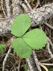 Fragaria cascadensis