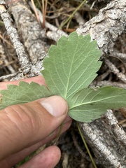 Fragaria cascadensis