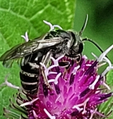 Lasioglossum coriaceum