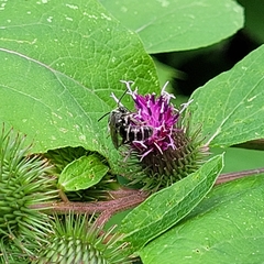 Lasioglossum coriaceum