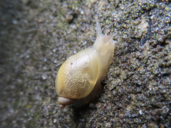 Succinea lauta