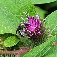 Lasioglossum coriaceum