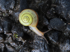 Bradybaena pellucida