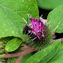 Lasioglossum coriaceum