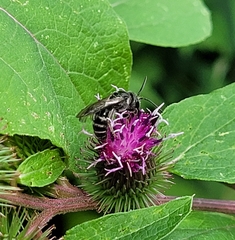 Lasioglossum coriaceum