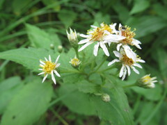 Eurybia furcata