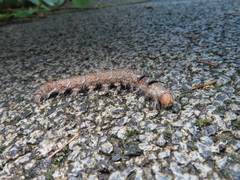 Dendrolimus superans