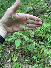 Sanicula canadensis canadensis
