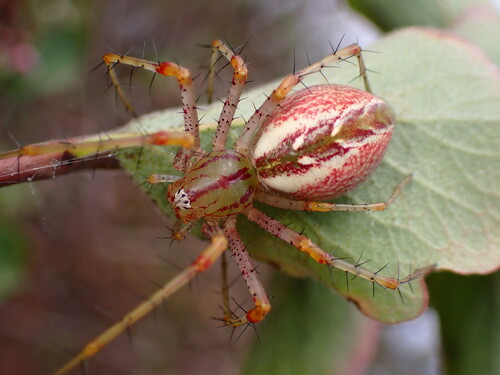 Green Lynx Spider photo 3