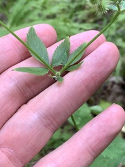 Sanicula canadensis canadensis