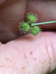 Sanicula canadensis canadensis