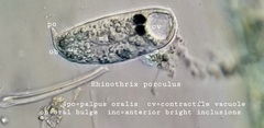 Rhinothrix porculus