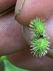 Sanicula canadensis canadensis