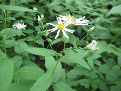 Eurybia furcata