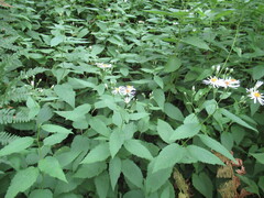 Eurybia furcata