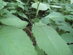 Eurybia furcata