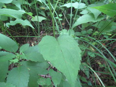 Eurybia furcata