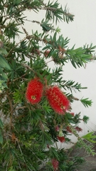 Melaleuca