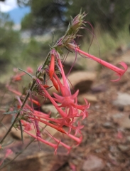 Ipomopsis aggregata collina