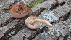 Galerina marginata
