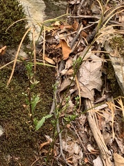 Borodinia missouriensis