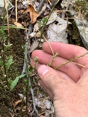 Borodinia missouriensis