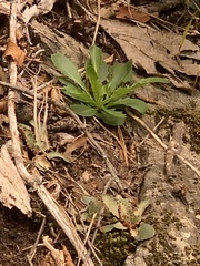 Borodinia missouriensis