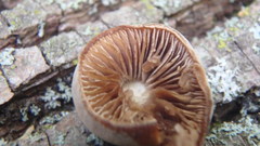 Galerina marginata