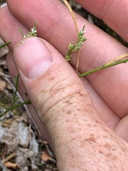 Borodinia missouriensis