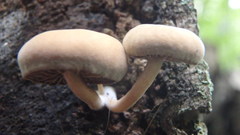 Galerina marginata