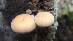 Galerina marginata