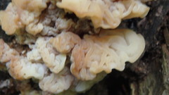 Ductifera pululahuana