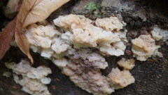 Ductifera pululahuana