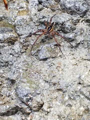 Dolomedes dondalei