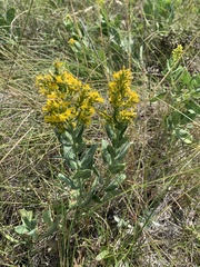 Solidago mollis