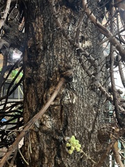 Couroupita guianensis