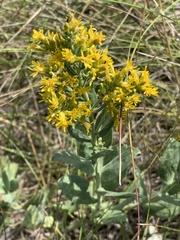 Solidago mollis